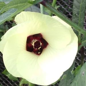 Meet your Posher, Janice